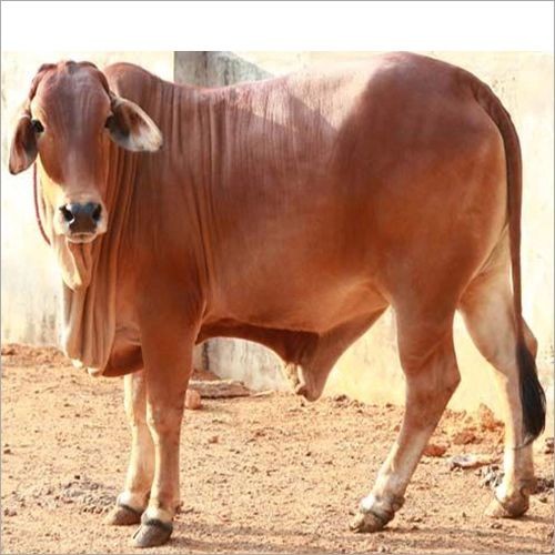 Deshi Bull