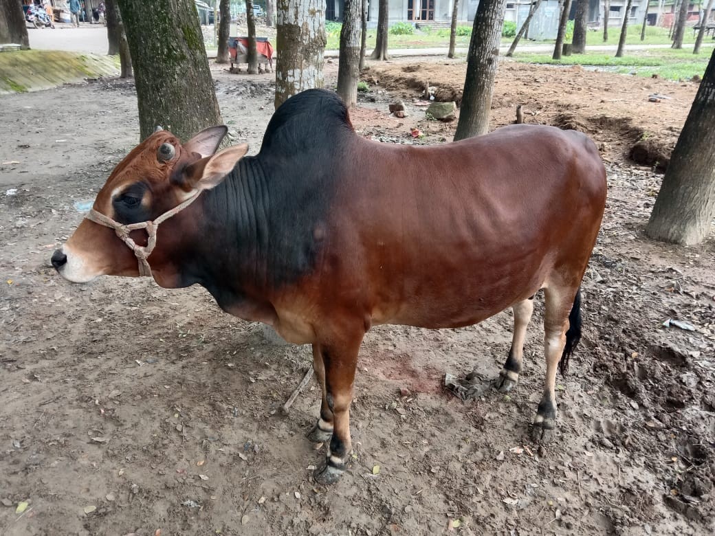 Deshi Bull